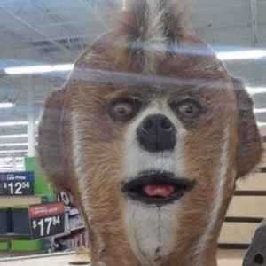 Meet your Posher, Marlie